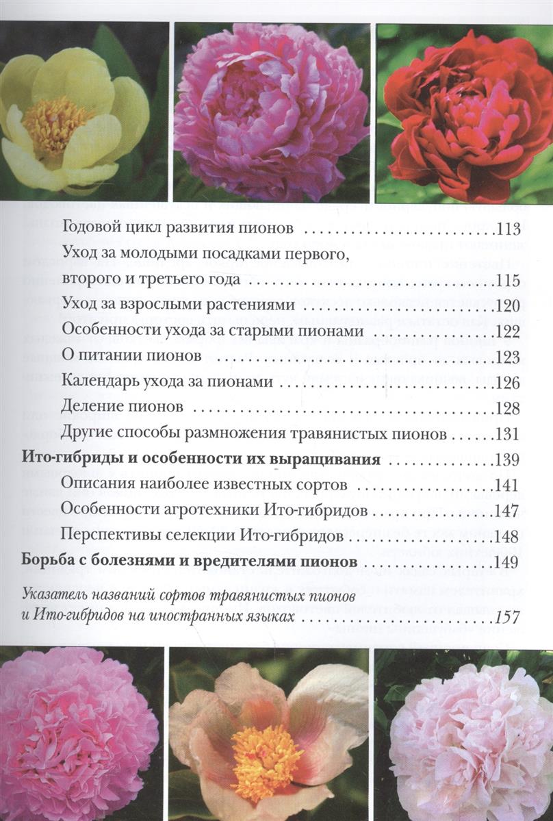 Пион описание сорта фото. Пион Этчед Салмон описание. Классификация пионов таблица. Пион Натали описание. Классификация пионов сорт.