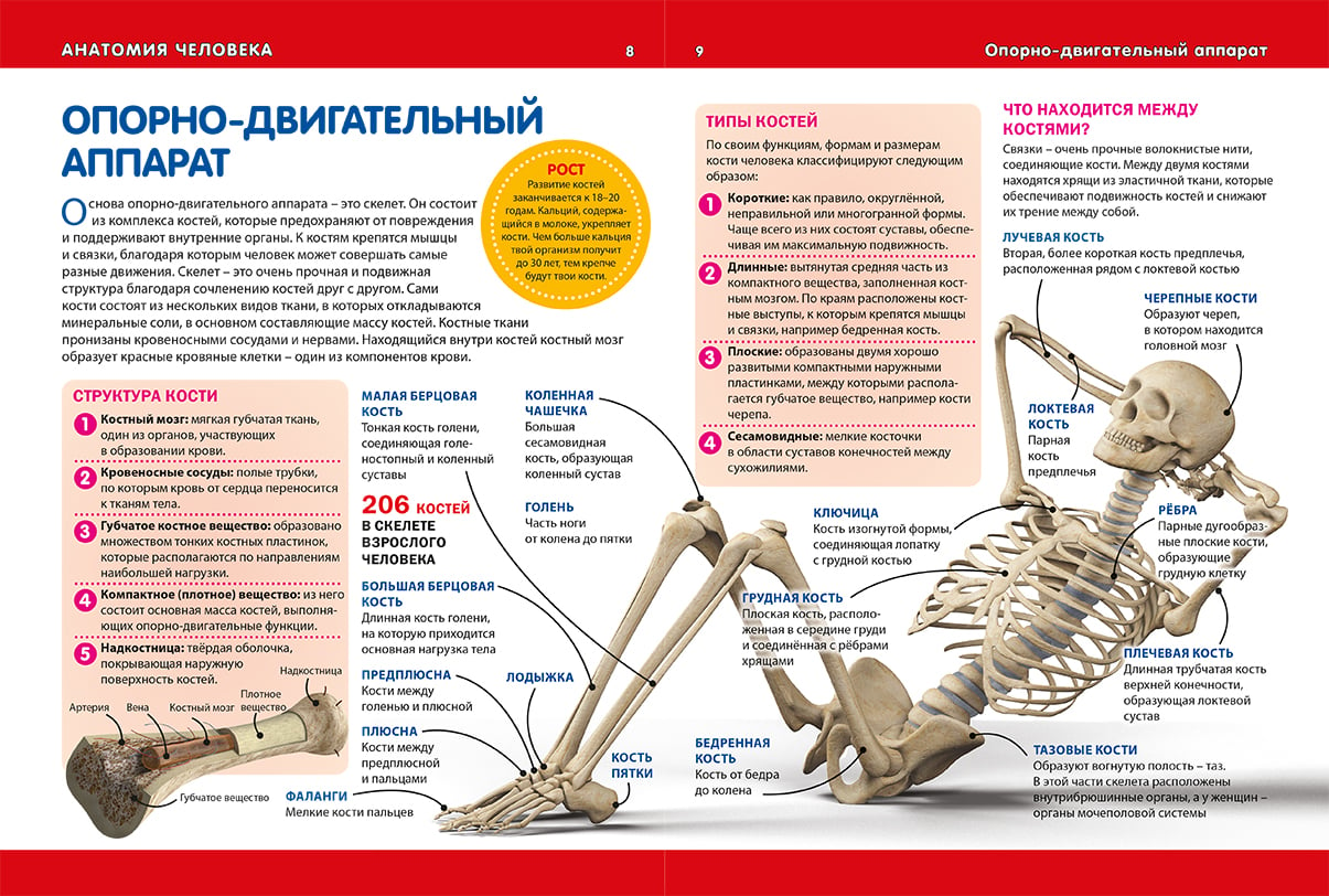 Купить Энциклопедия Анатомия Человека