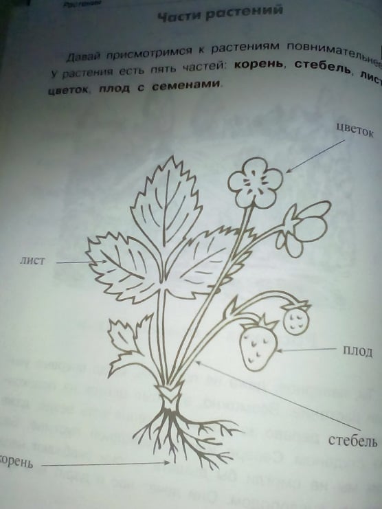 Покажите стрелками. Растения части растений. Подпиши части растения. Кустарник части растения. Дерево трава кустарник части растений.