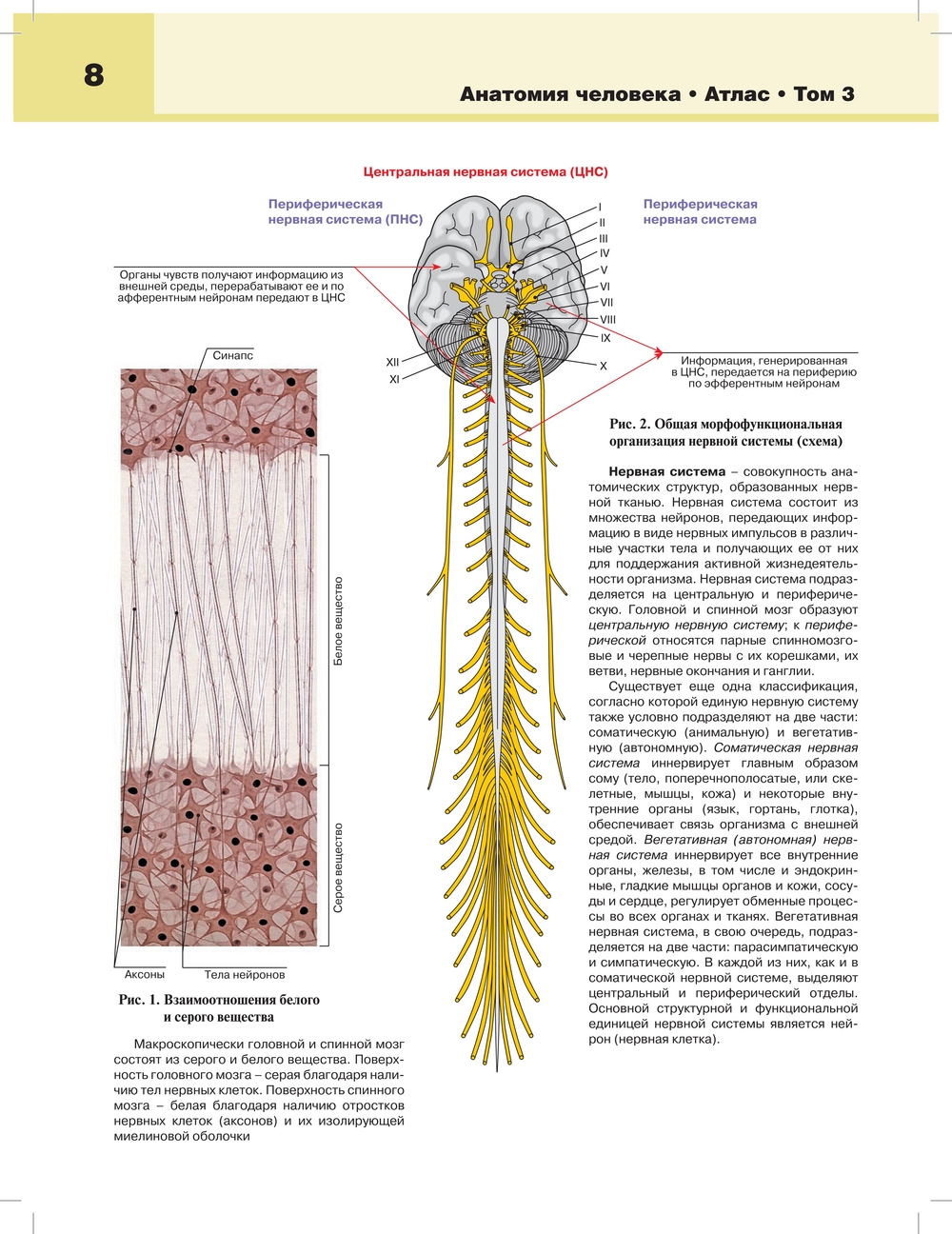 Нервная система как единое. Анатомия человека : атлас. В 3-Х томах. Том 3. нервная система - Билич. Нервная система человека атлас по анатомии. Нервная система анатомия схема. Анатомия нервной системы человека атлас анатомия.