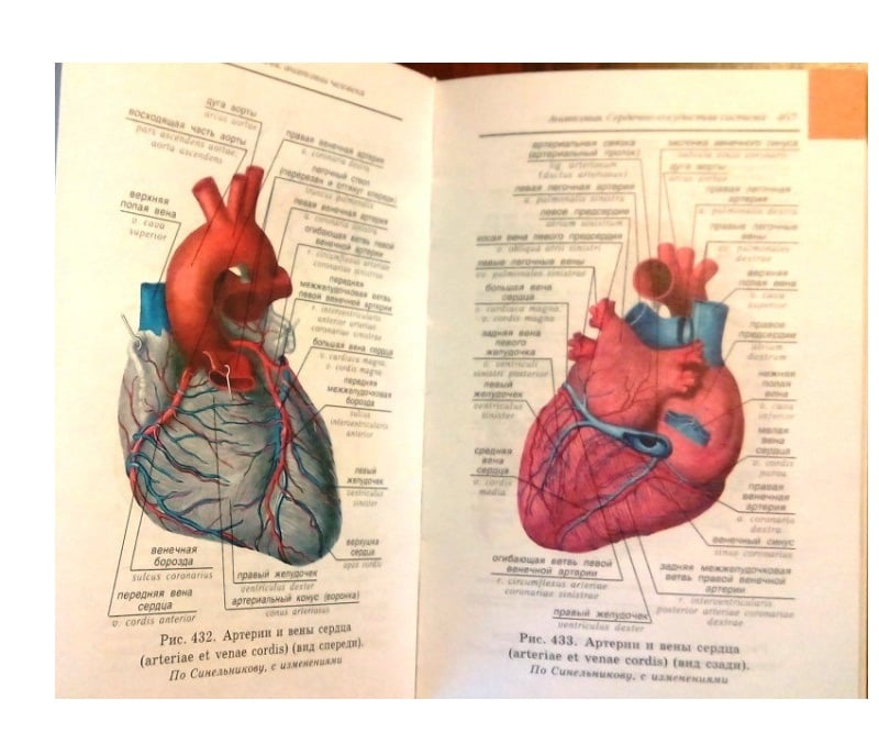Анатомия ответы по анатомии человека. Атлас Билич строение сердца. Анатомия русско-латинский атлас Билич Зигалова. Анатомия латинский атлас Билич. Зигалова. Анатомия сердца человека атлас.