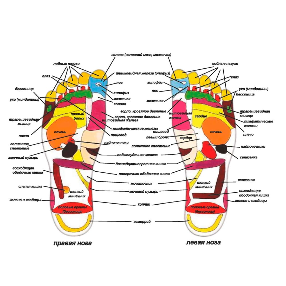Рефлексогенные точки стопы