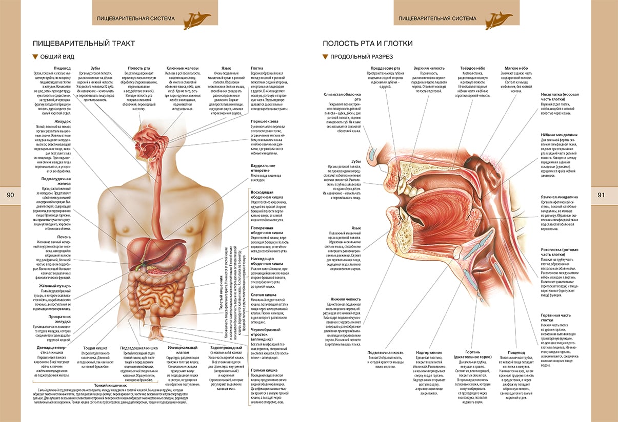 Строение человека органы названия. Скелет человека с описанием внутренних органов. Анатомия внутренние органы атлас. Атлас внутренности человека анатомия. Пищеварительная система атлас анатомии.