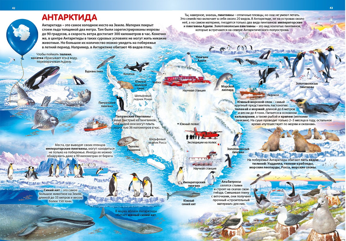 Обитатели Антарктиды для детей. Животные Антарктиды плакат. Животные Антарктиды и Антарктики для детей. Антарктида для дошкольников.