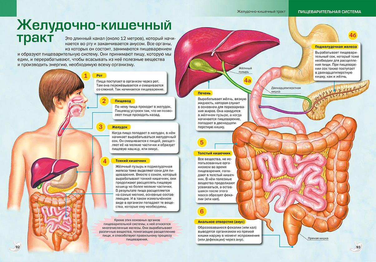 Тракт человека. Строение желудочно-кишечный тракт человека анатомия. Пищеварительная система кишечник анатомия. Строение желудочно-кишечного тракта человека схема. Схема пищеварительного тракта анатомия.