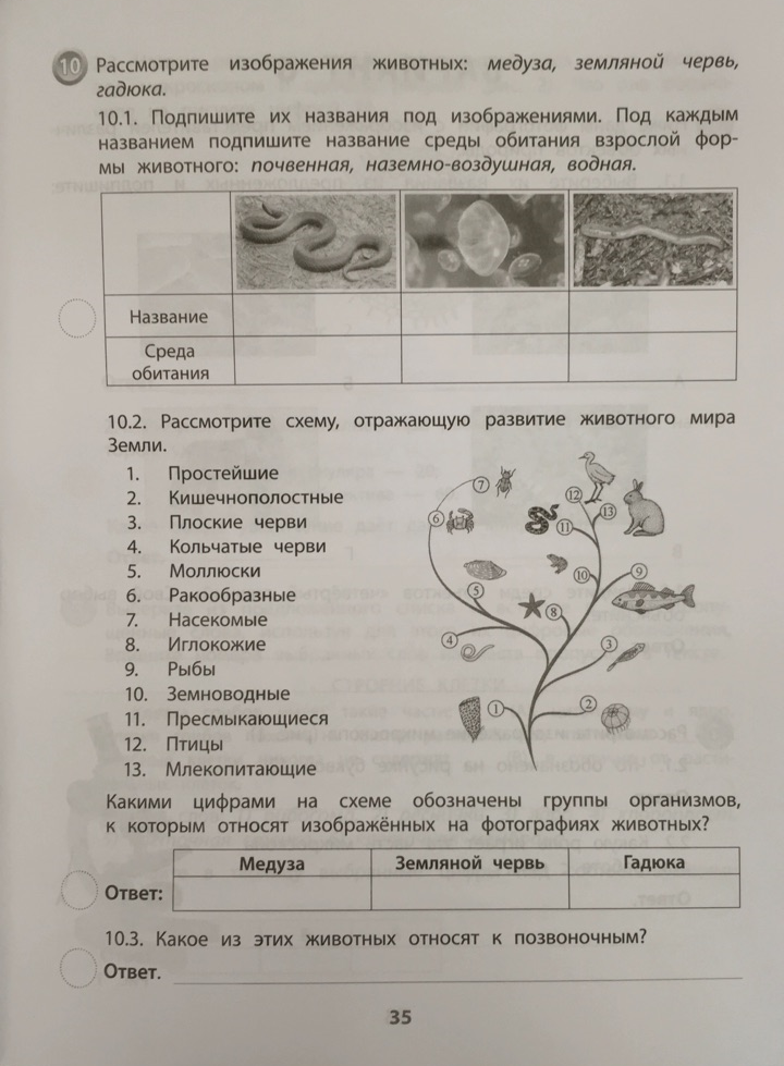 Рассмотрите схему отражающую развитие растительного мира земли впр 7 класс