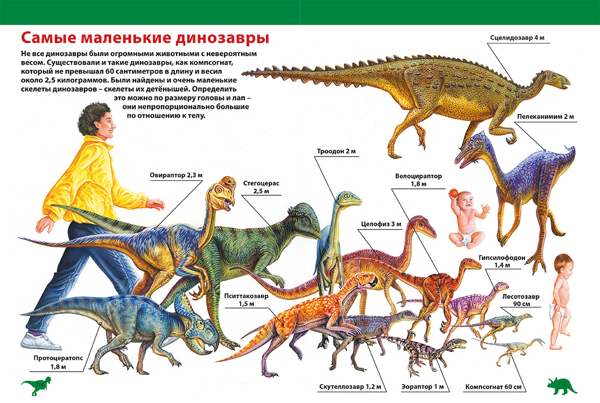 Сколько динозавров. Размеры динозавров. Размеры Дино. Размеры динозавров в сравнении с человеком. Рост динозавров.