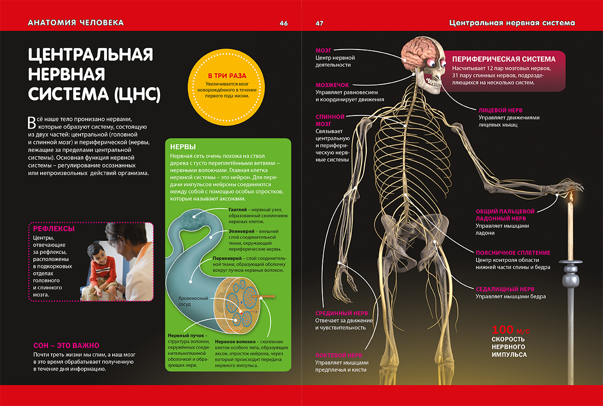 Анатомия времени. Инфографика анатомия человека. • Анатомическая инфографика. Нервная система инфографика. Инфографика строение человека.