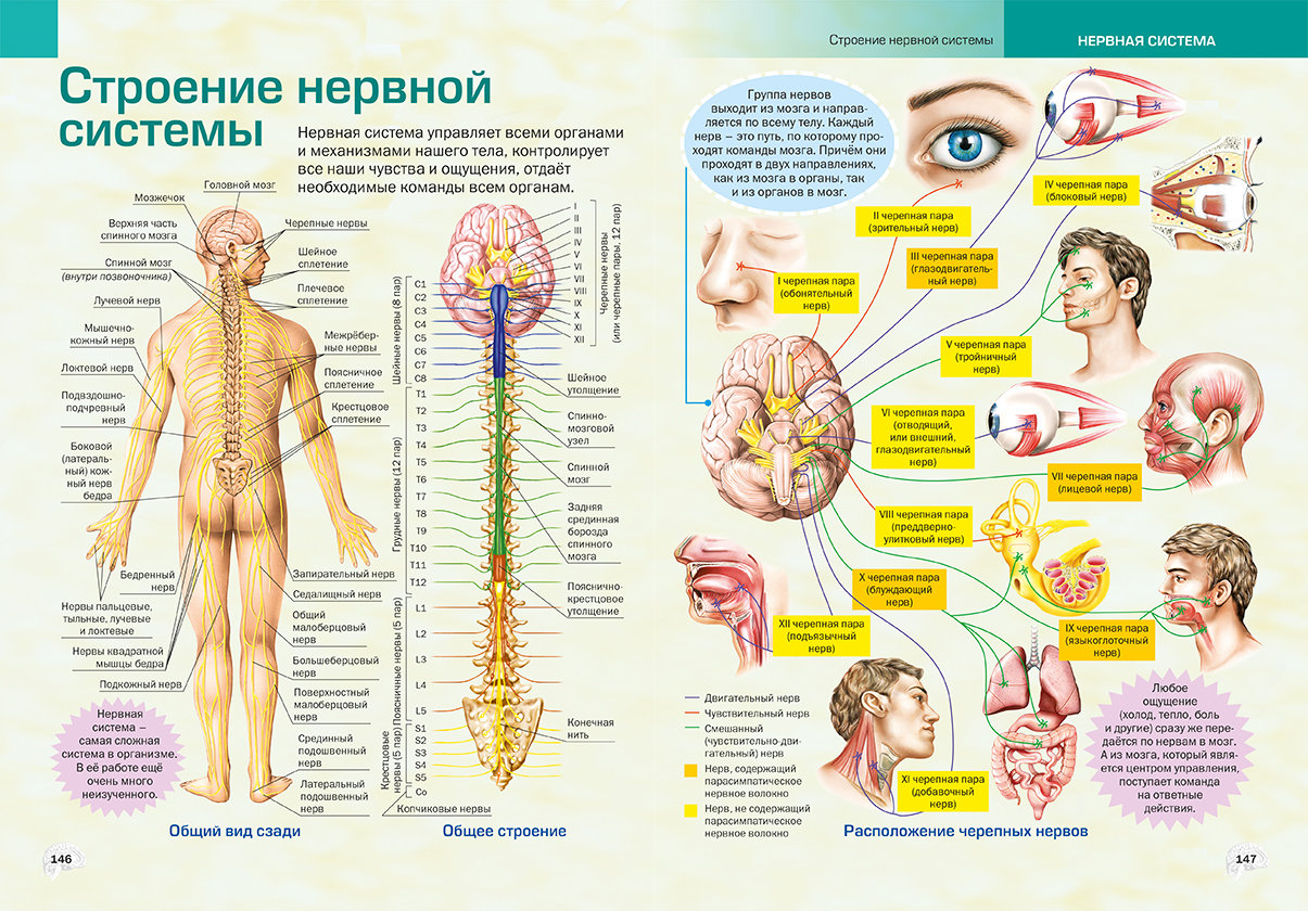 Нервная система человека атлас по анатомии. Анатомия нервной системы человека атлас анатомия. Атлас по анатомии центральной нервной системы физиология. Нервная система человека плакат анатомия.