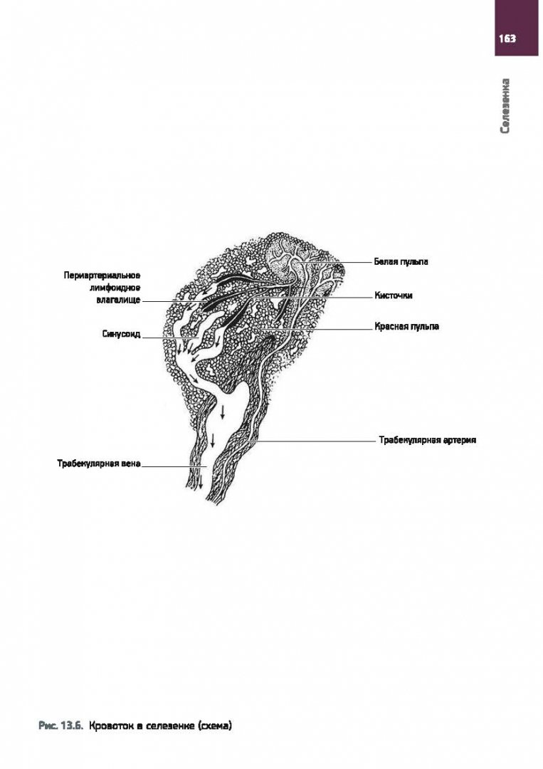 Скачать бесплатно Гунин А.Г. - Гистология в схемах и таблицах. pdf